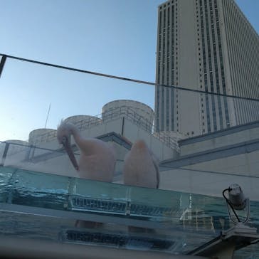 サンシャイン水族館に投稿された画像（2023/11/15）