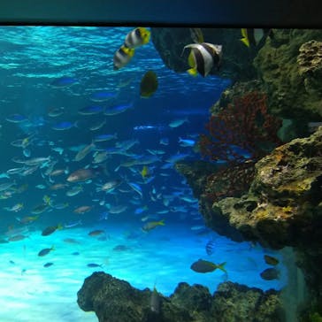 サンシャイン水族館に投稿された画像（2023/11/15）