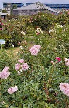 京成バラ園に投稿された画像（2023/11/15）