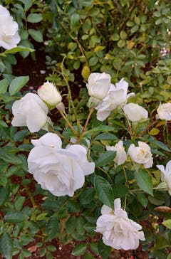 京成バラ園に投稿された画像（2023/11/15）