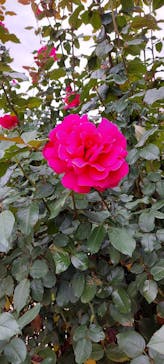 京成バラ園に投稿された画像（2023/11/15）