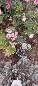 京成バラ園に投稿された画像（2023/11/15）