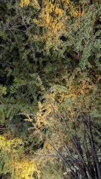 国営昭和記念公園 秋の夜散歩に投稿された画像（2023/11/15）