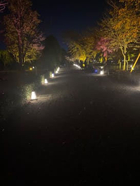 NAKED meets 二条城 2025 観月に投稿された画像（2023/11/15）