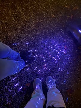 NAKED meets 二条城 2025 観月に投稿された画像（2023/11/15）