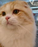 猫カフェモカ　イオンモール水戸内原店に投稿された画像（2023/11/16）