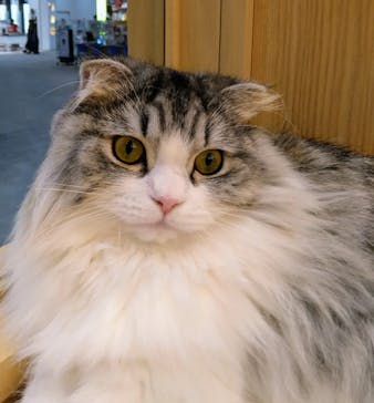 猫カフェモカ　イオンモール水戸内原店に投稿された画像（2023/11/15）