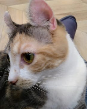 猫カフェモカ　イオンモール水戸内原店に投稿された画像（2023/11/15）