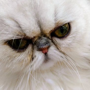 猫カフェモカ　イオンモール水戸内原店に投稿された画像（2023/11/15）