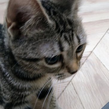 猫カフェモカ　イオンモール水戸内原店に投稿された画像（2023/11/15）