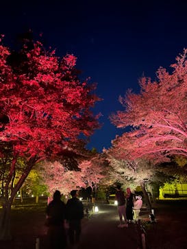 NAKED meets 二条城 2025 観月に投稿された画像（2023/11/16）