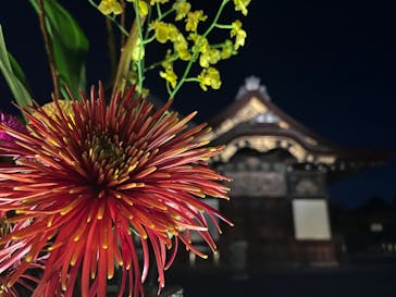 NAKED meets 二条城 2025 観月に投稿された画像（2023/11/16）