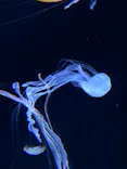 サンシャイン水族館に投稿された画像（2023/11/16）
