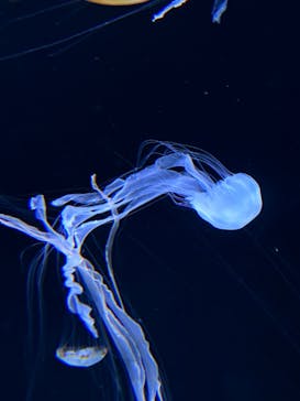 サンシャイン水族館に投稿された画像（2023/11/16）