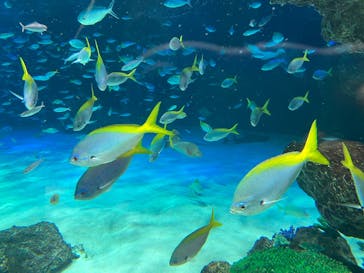 サンシャイン水族館に投稿された画像（2023/11/16）