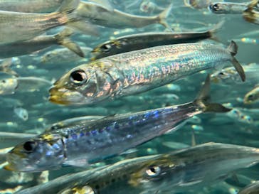 サンシャイン水族館に投稿された画像（2023/11/16）