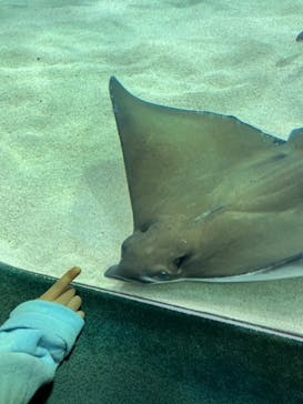 サンシャイン水族館に投稿された画像（2023/11/16）