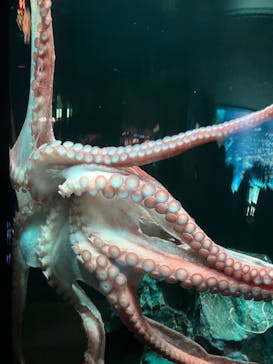 サンシャイン水族館に投稿された画像（2023/11/16）