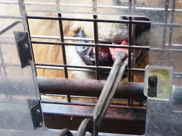 群馬サファリパークに投稿された画像（2023/11/16）