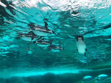 天王寺動物園に投稿された画像（2023/11/16）