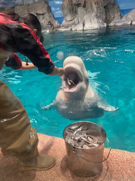 名古屋港水族館に投稿された画像（2023/11/16）