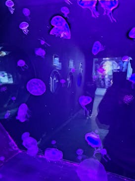 下田海中水族館に投稿された画像（2023/11/16）