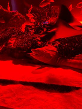 サンシャイン水族館に投稿された画像（2023/11/16）