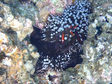 石垣島 ADVENTURE PiPi（イシガキジマアドベンチャーピピ）に投稿された画像（2023/11/17）