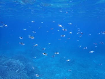 石垣島 ADVENTURE PiPi（イシガキジマアドベンチャーピピ）に投稿された画像（2023/11/17）