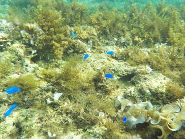 石垣島 ADVENTURE PiPi（イシガキジマアドベンチャーピピ）に投稿された画像（2023/11/17）