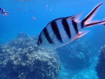 石垣島 ADVENTURE PiPi（イシガキジマアドベンチャーピピ）に投稿された画像（2023/11/17）