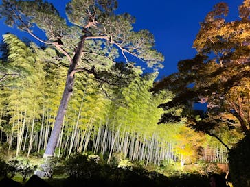 国営昭和記念公園 秋の夜散歩に投稿された画像（2023/11/17）