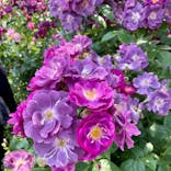 横浜イングリッシュガーデンに投稿された画像（2023/11/17）