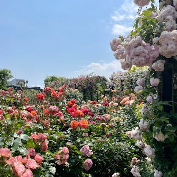 横浜イングリッシュガーデンに投稿された画像（2023/11/17）