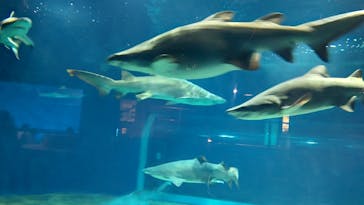 アクアワールド茨城県大洗水族館に投稿された画像（2023/11/17）