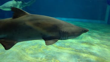 アクアワールド茨城県大洗水族館に投稿された画像（2023/11/17）