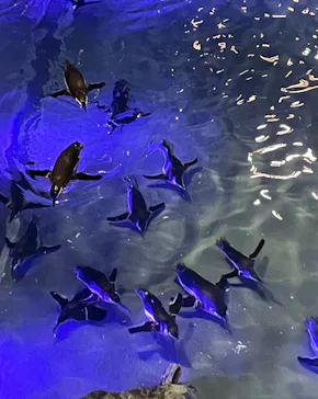 すみだ水族館に投稿された画像（2023/11/17）