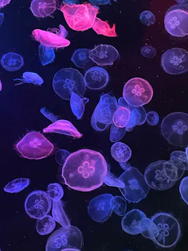 すみだ水族館に投稿された画像（2023/11/17）