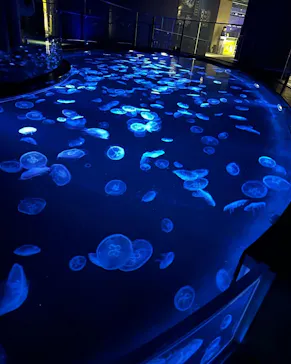 すみだ水族館に投稿された画像（2023/11/17）