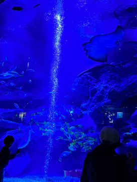 すみだ水族館に投稿された画像（2023/11/17）