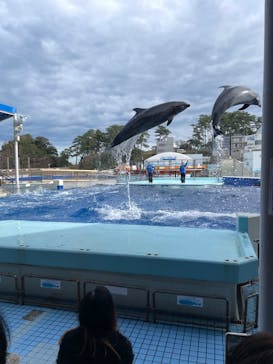 越前松島水族館に投稿された画像（2023/11/17）