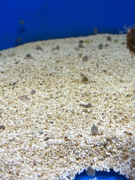 越前松島水族館に投稿された画像（2023/11/17）