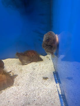 越前松島水族館に投稿された画像（2023/11/17）