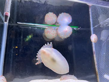 越前松島水族館に投稿された画像（2023/11/17）