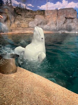 名古屋港水族館に投稿された画像（2023/11/17）