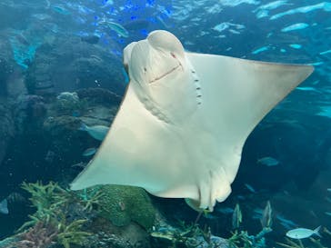 名古屋港水族館に投稿された画像（2023/11/17）