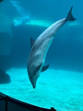 名古屋港水族館に投稿された画像（2023/11/17）