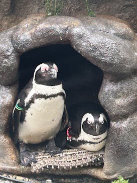 サンシャイン水族館に投稿された画像（2023/11/17）