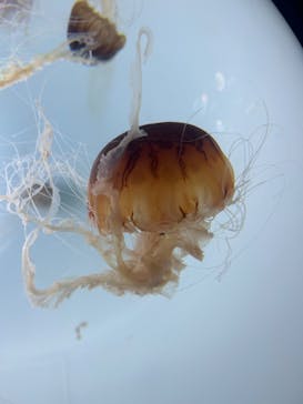 サンシャイン水族館に投稿された画像（2023/11/17）