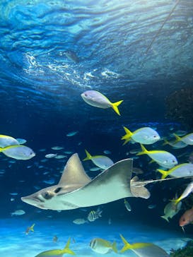 サンシャイン水族館に投稿された画像（2023/11/17）